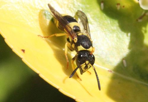Réf. 305 798 : Ancistrocerus sp.